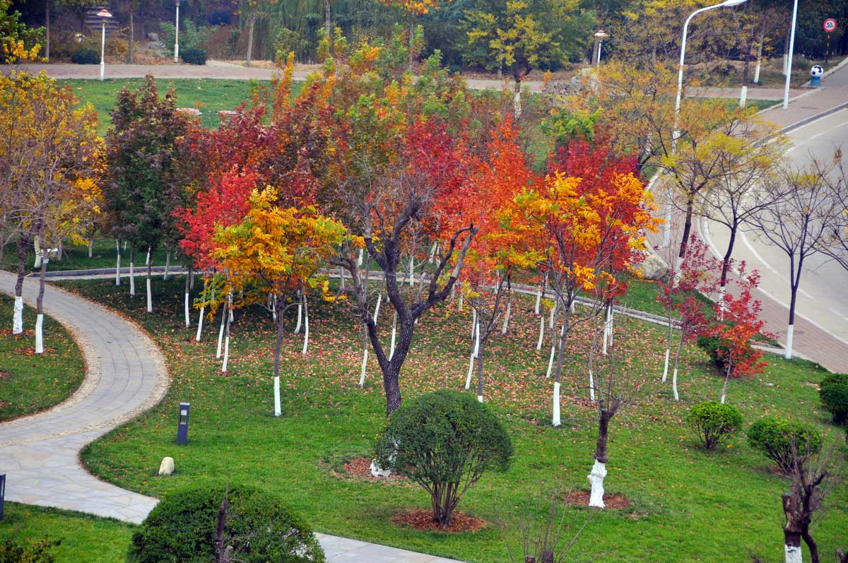 Autumn Campus